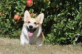 CORGI PEMBROKE 023
